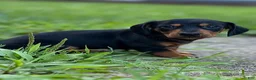 Miniature Dachshund dogs for sale: Miniature Dachshund 1 - Ad 3