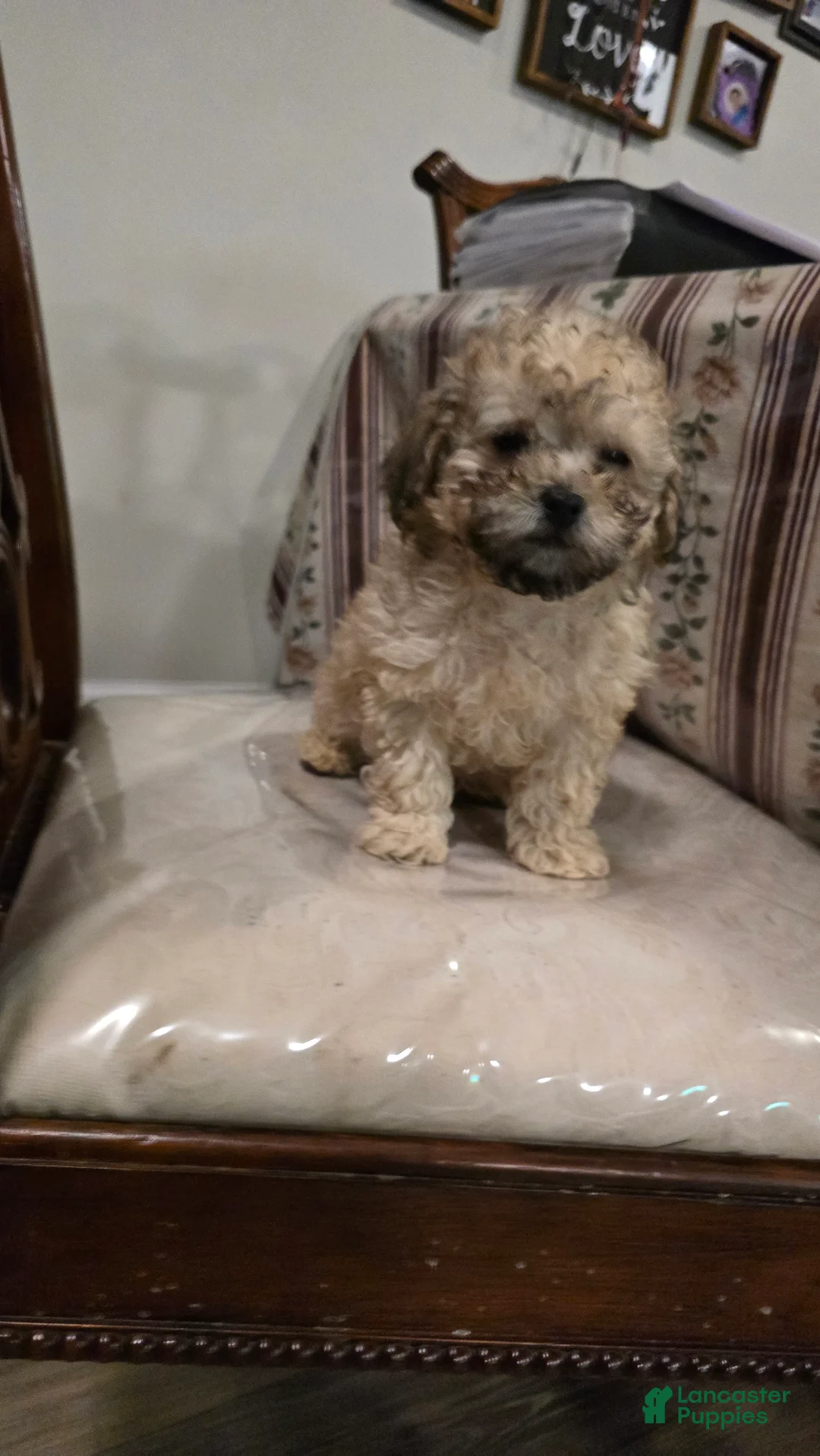Toy Poodle dogs for sale: Lake  - Ad 2
