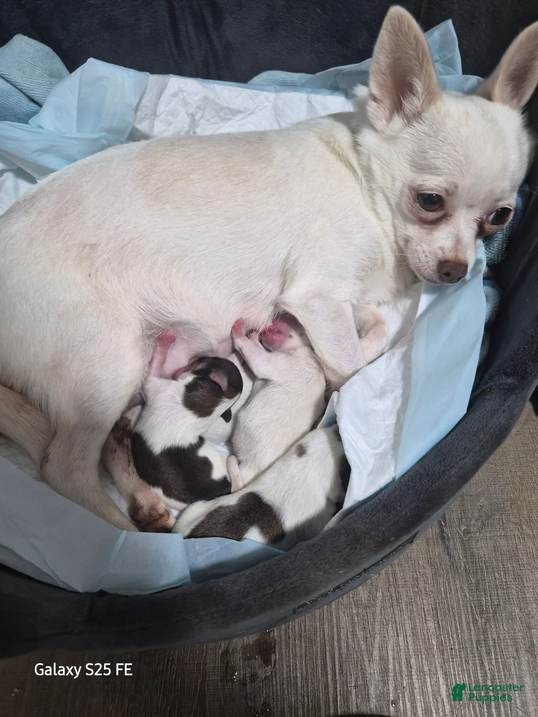 Mixed Breed dogs for sale: Mixed Breed 2 - Ad 8