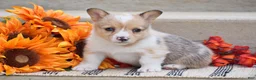 Welsh Corgi Pembroke dogs for sale: Tabitha - Ad 1