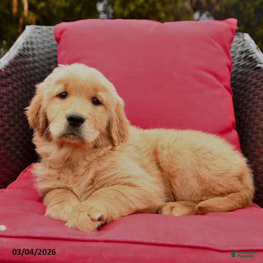 Golden Retriever dogs Heidi - Ad 2
