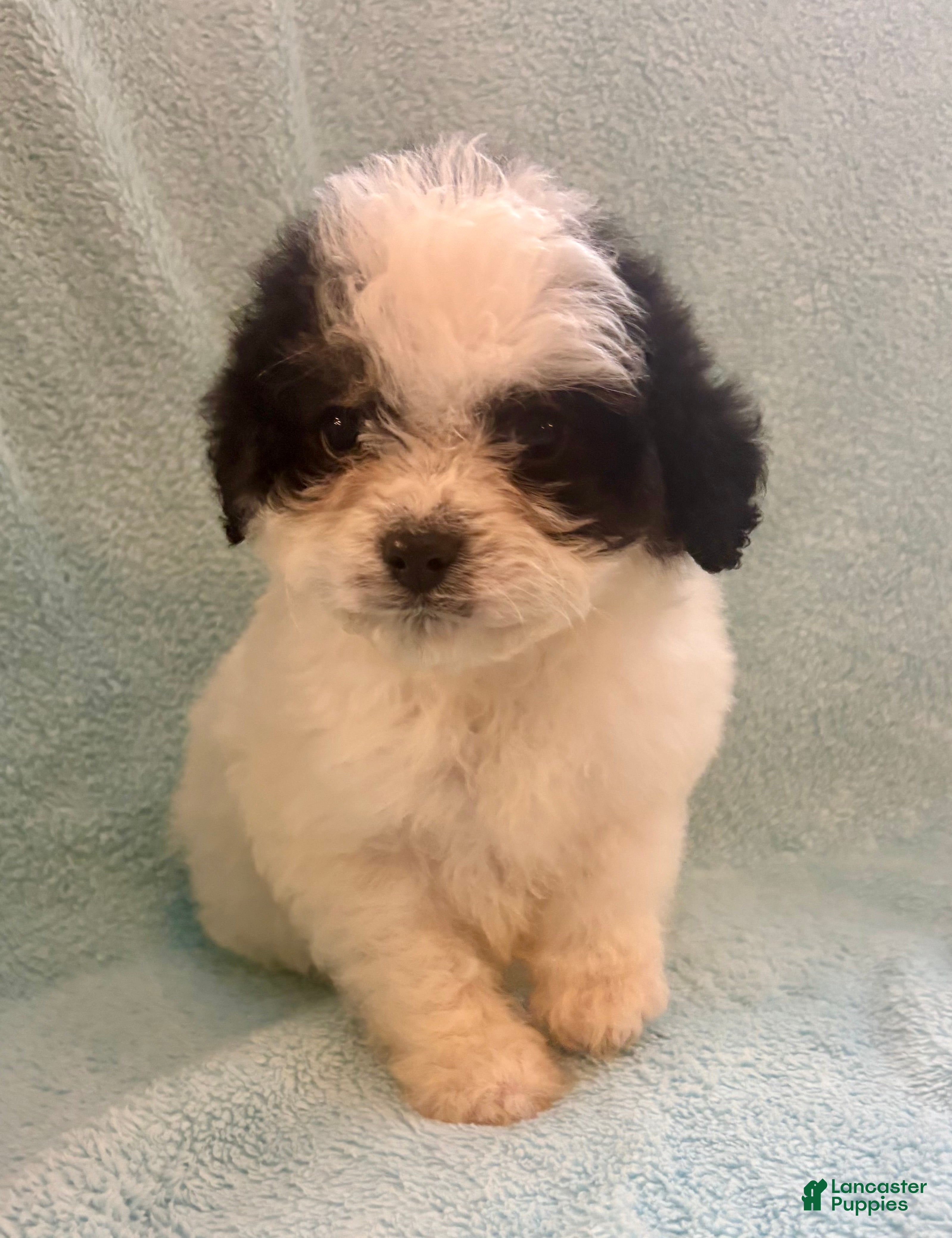 Cavapoo dogs for sale: Cavapoo Puppy 2 - Ad 2