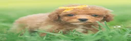 Toy Poodle dogs for sale: Bixby AKC - Ad 2