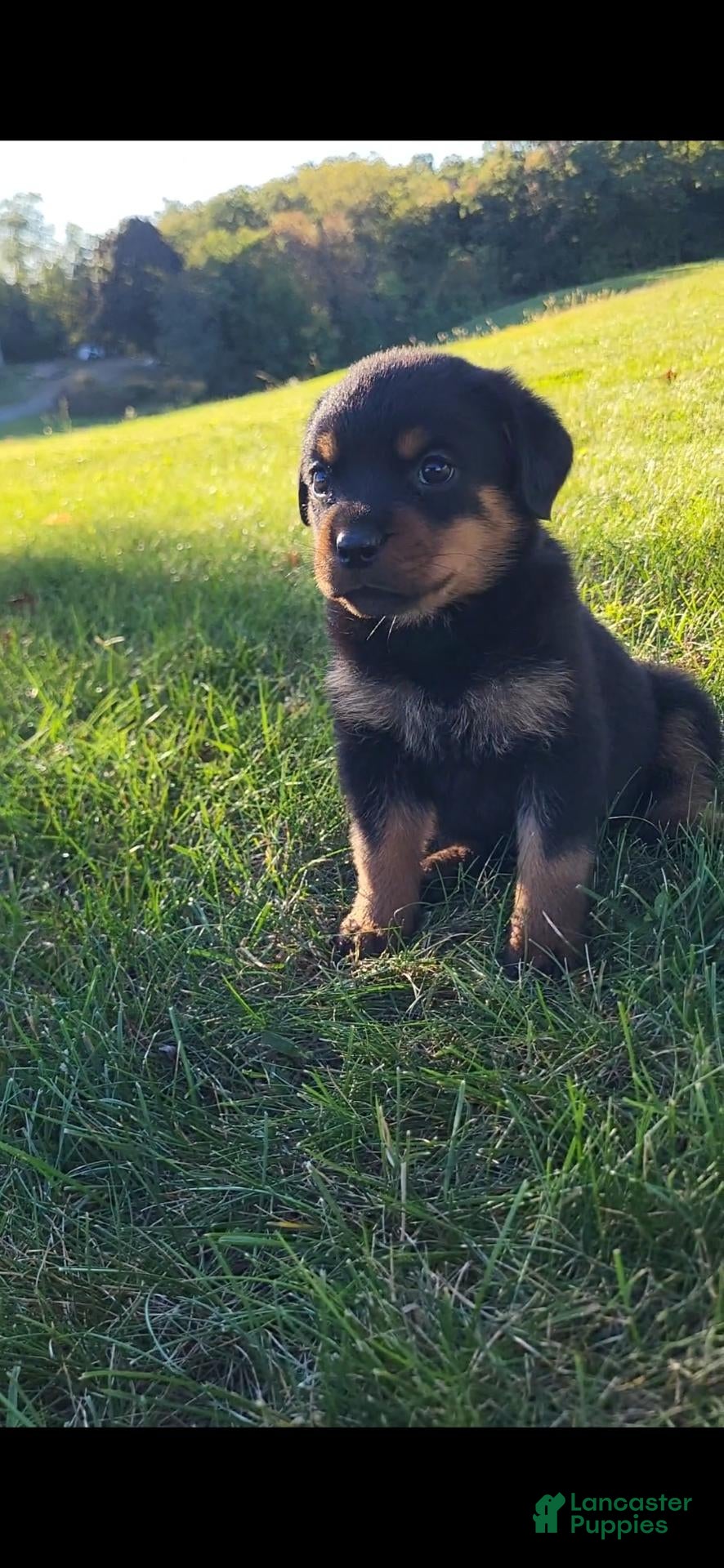 Rottweiler dogs Raven - Ad 2