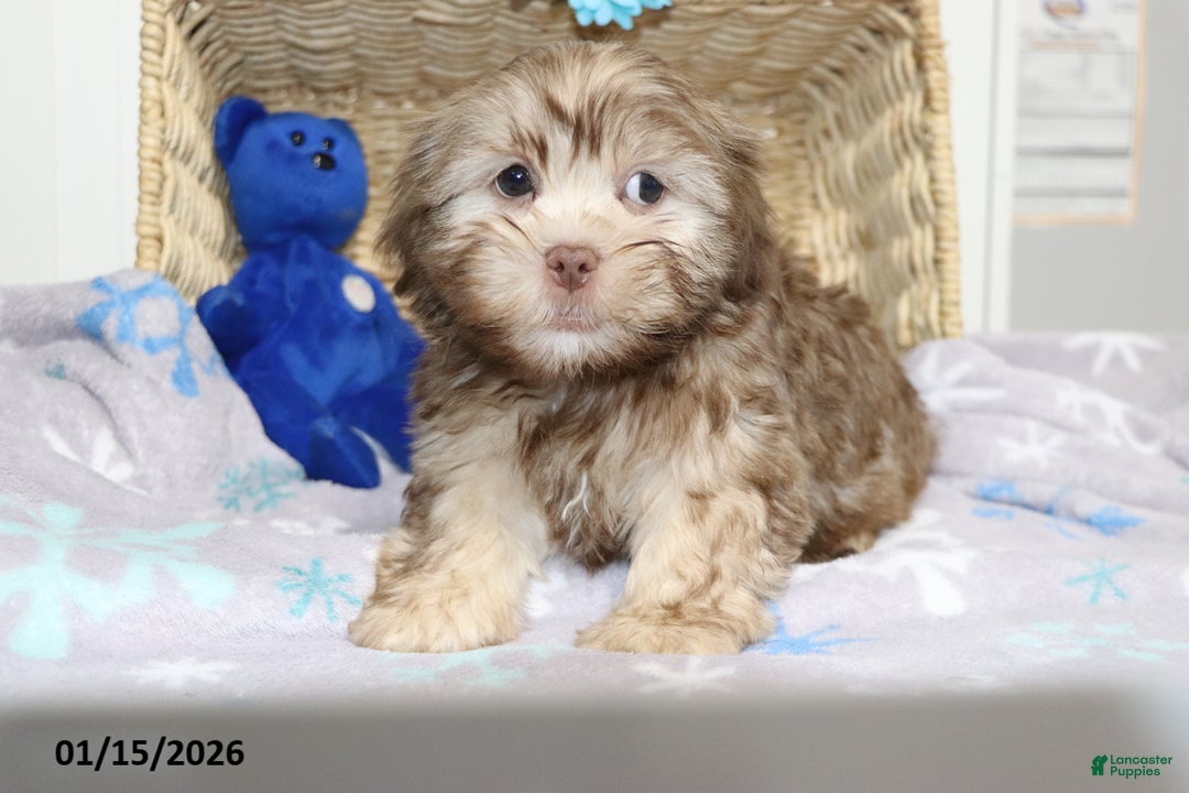 Shorkie dogs for sale: Andy - Ad 2