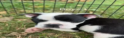 Boston Terrier dogs for sale: Boston Terrier 1 - Ad 5