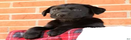 Labrador Retriever dogs for sale: Ricky - Ad 8