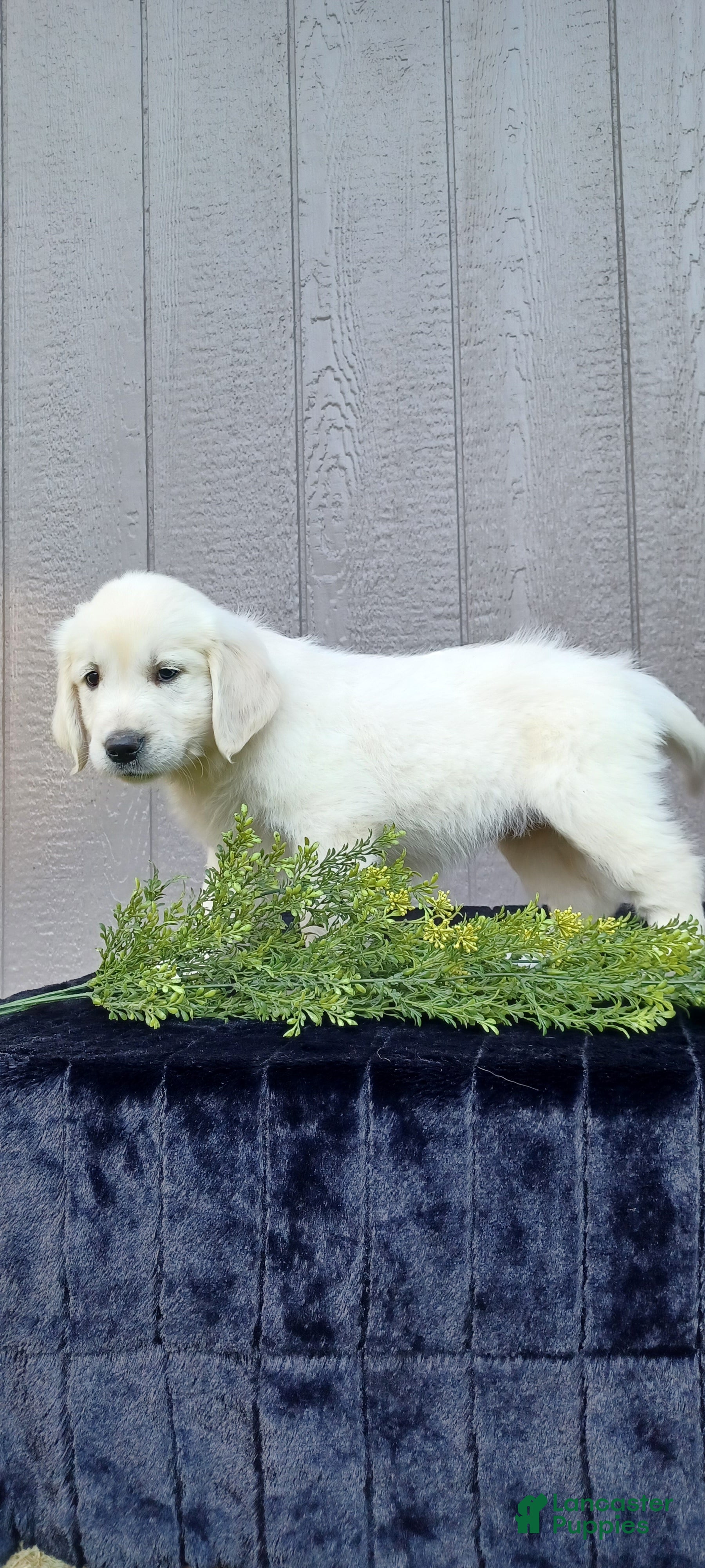 Golden Retriever dogs Aria - Ad 2
