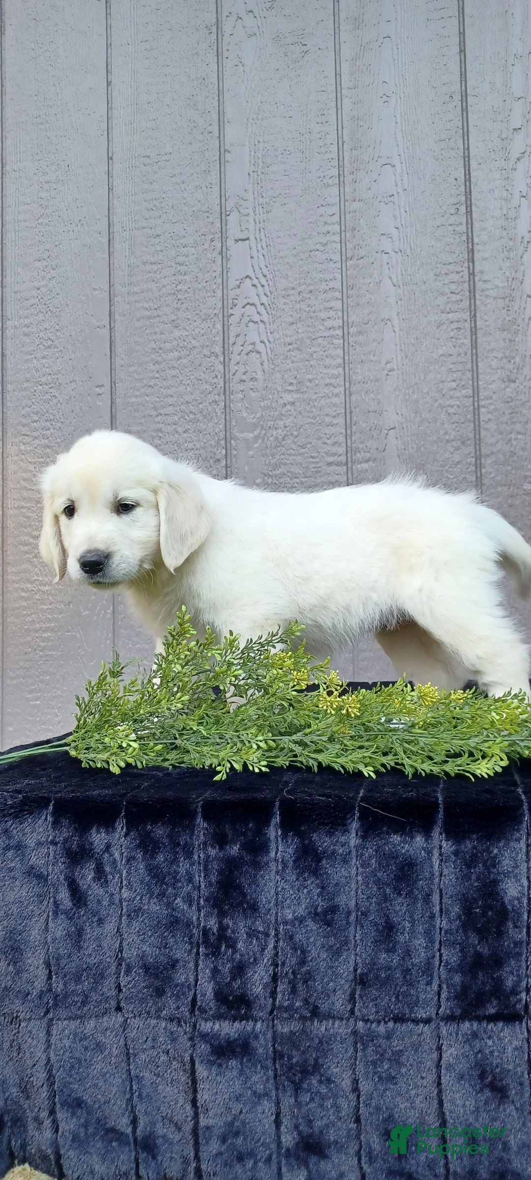 Golden Retriever dogs for sale: Aria - Ad 2