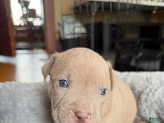 American Bully dogs - Ad 6