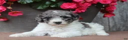Standard Poodle dogs for sale: Fern AKC Standard Poodle - Ad 37
