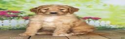 Goldendoodle dogs for sale: Cindy - Ad 2