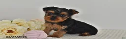 Yorkshire Terrier dogs for sale: Lila  - Ad 3