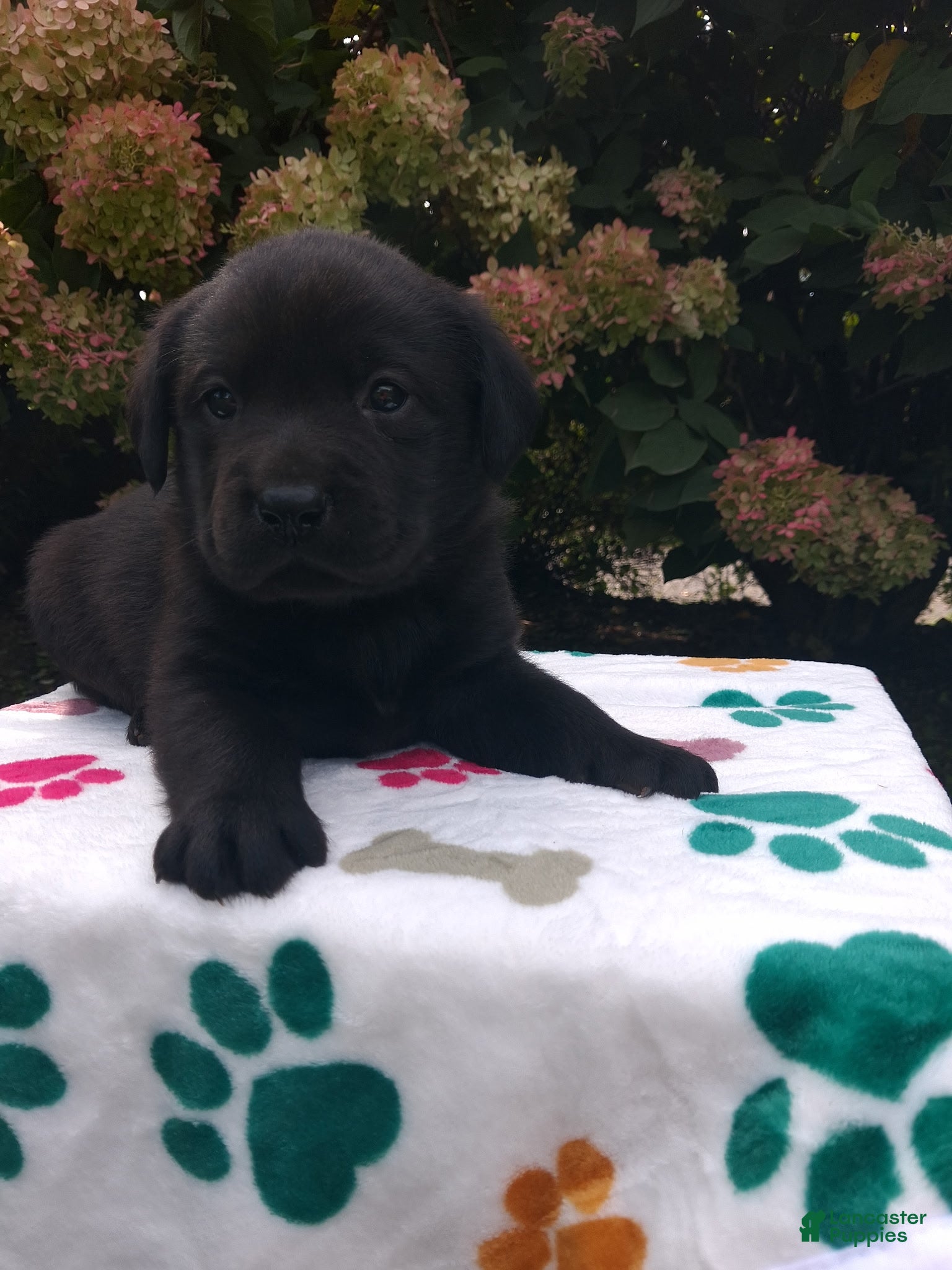 Labrador Retriever dogs Navy - Ad 2