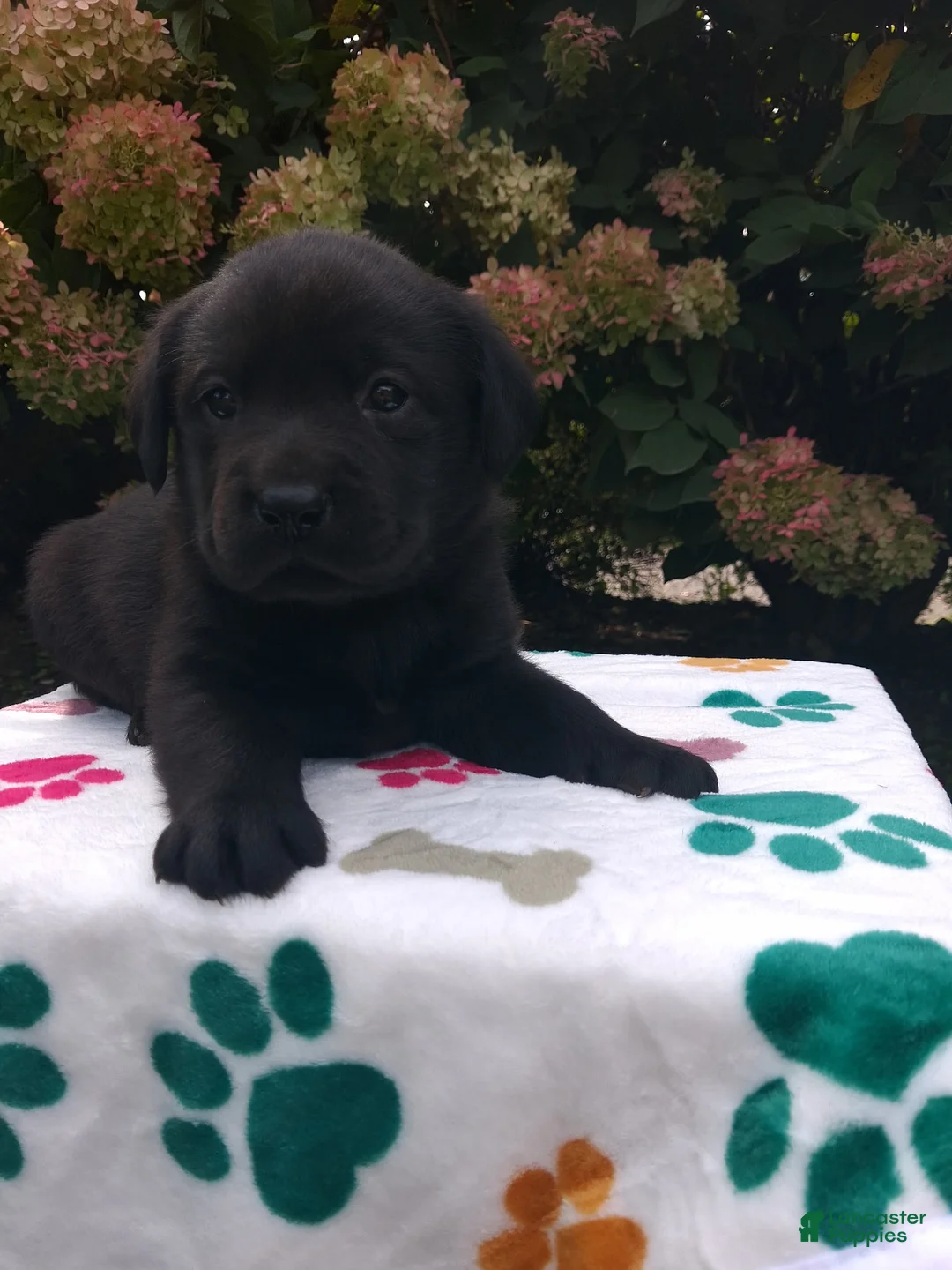 Labrador Retriever dogs for sale: Navy - Ad 2