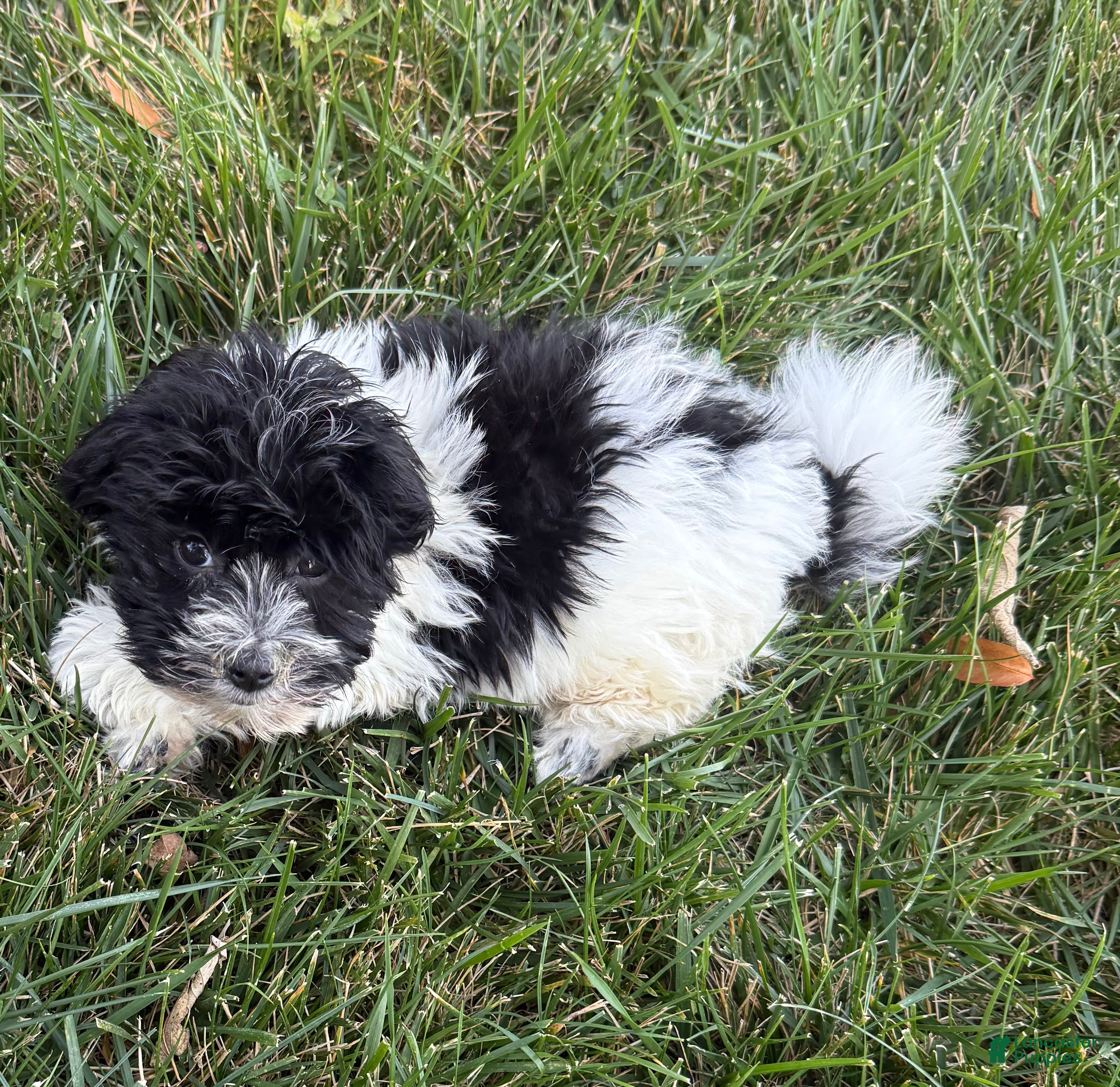 Poodle Coton De Tulear Puppies for sale Lancaster Puppies