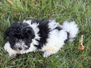 Mixed Breed dogs - Ad 7