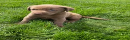 Labrador Retriever dogs for sale: Daisy - Ad 1