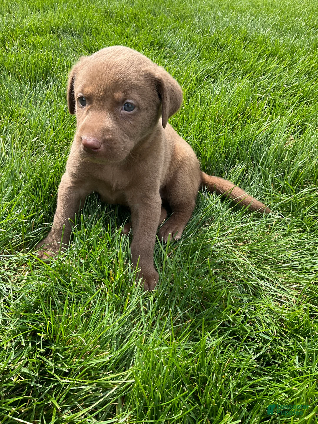 Labrador Retriever dogs for sale: Daisy - Ad 1