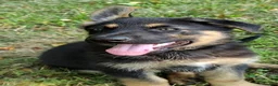 German Shepherd dogs for sale: Yogi the little bear AKC - Ad 3