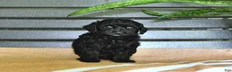 Miniature Poodle dogs for sale: Carissa - Ad 7