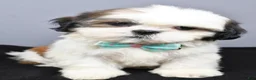 Shih Tzu dogs for sale: Cole - Ad 6