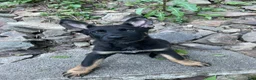 German Shepherd dogs for sale: Collar Red - Ad 2