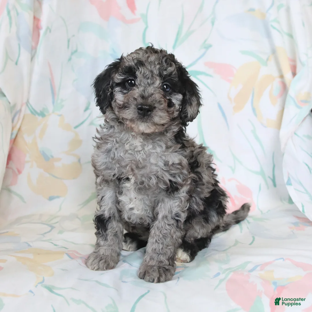 Miniature Poodle dogs for sale: Rylan - Ad 3
