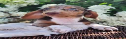 Miniature Dachshund dogs for sale: Bentley  - Ad 3