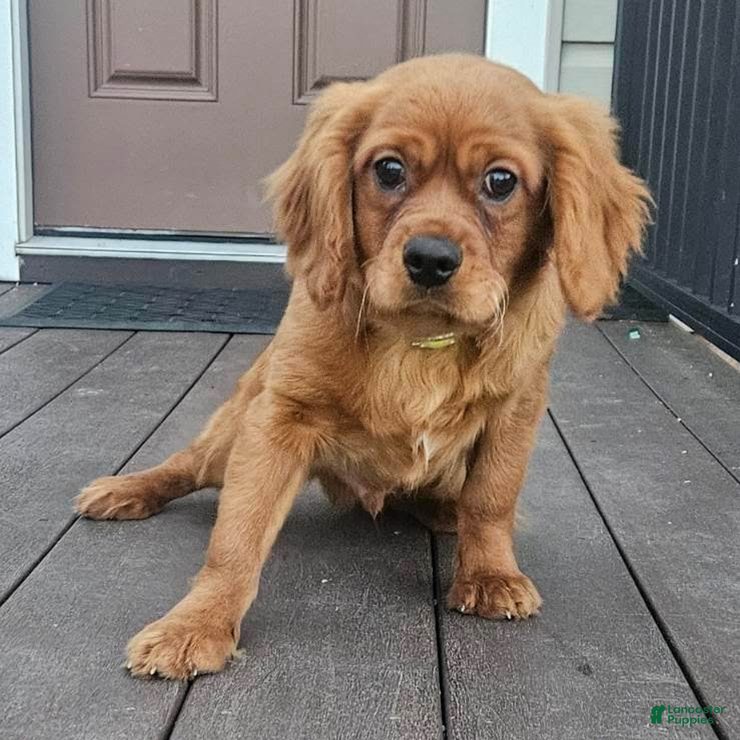 Miniature Golden Retriever dogs Domino  - Ad 1