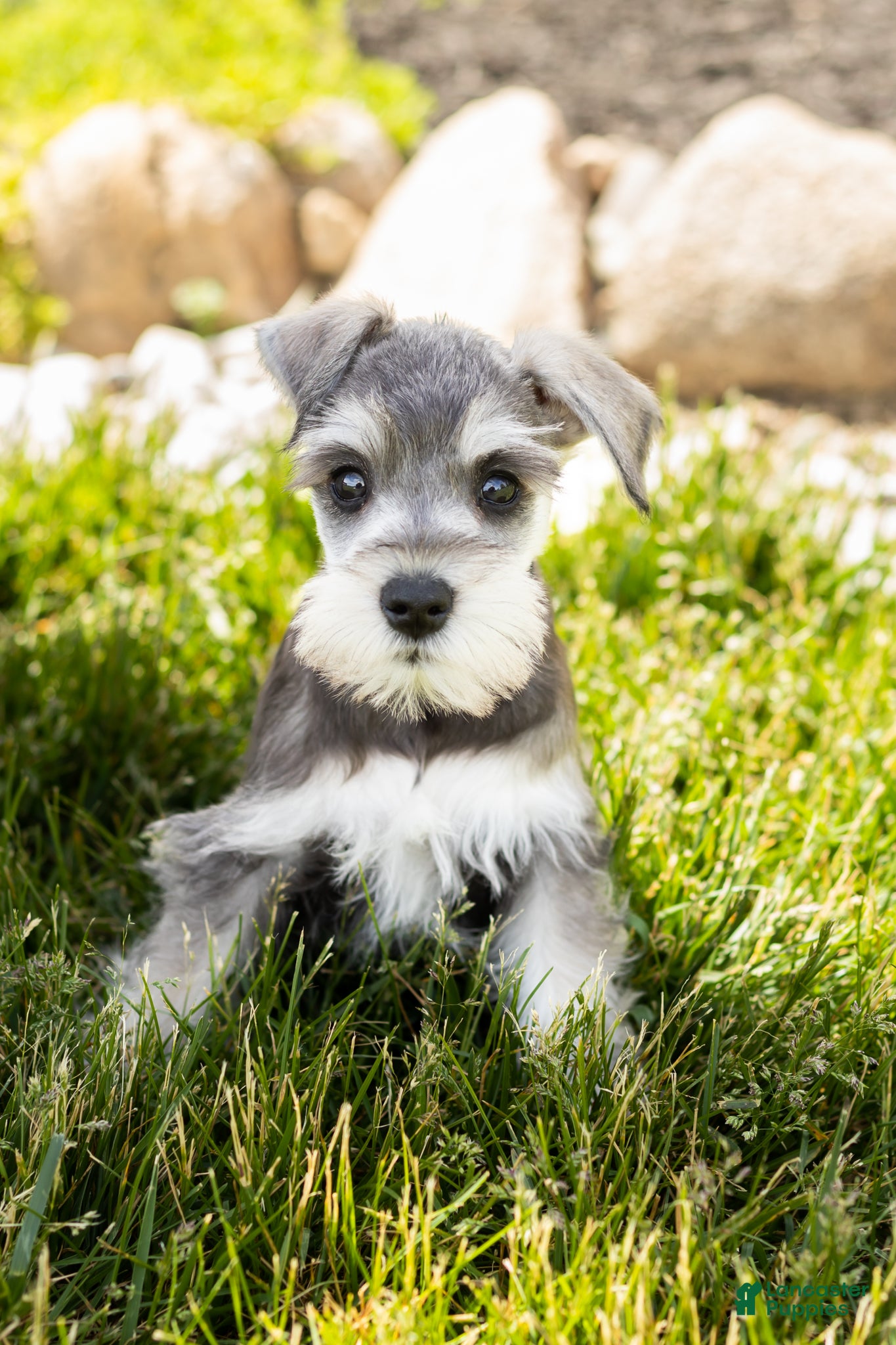 Miniature Schnauzer dogs Scout  - Ad 38