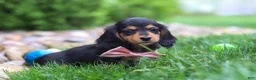 Miniature Dachshund dogs for sale: Barbie - Ad 3