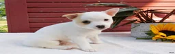 Mixed Breed dogs for sale: Jojo - Ad 5