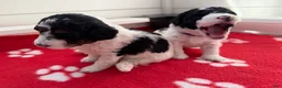 Miniature Poodle dogs for sale: Miniature Poodle Blue - Ad 33