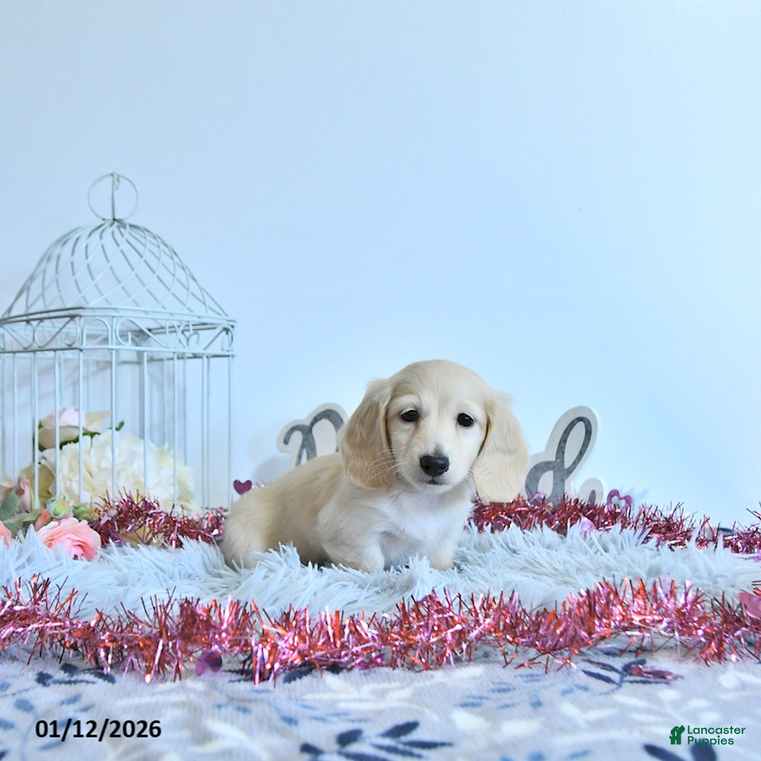 Miniature Dachshund dogs for sale: Finnley - Ad 2