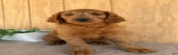 Goldendoodle dogs for sale: Gavin - Ad 13