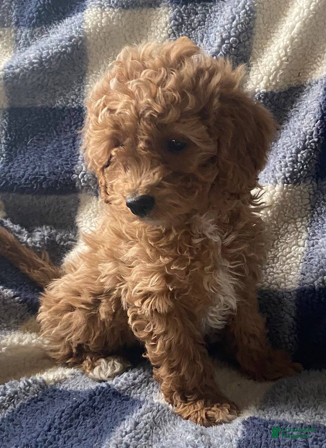 Cavapoo dogs for sale: Casper  - Ad 3
