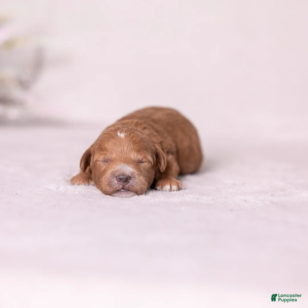 Miniature Poodle dogs for sale: Glee - Ad 4