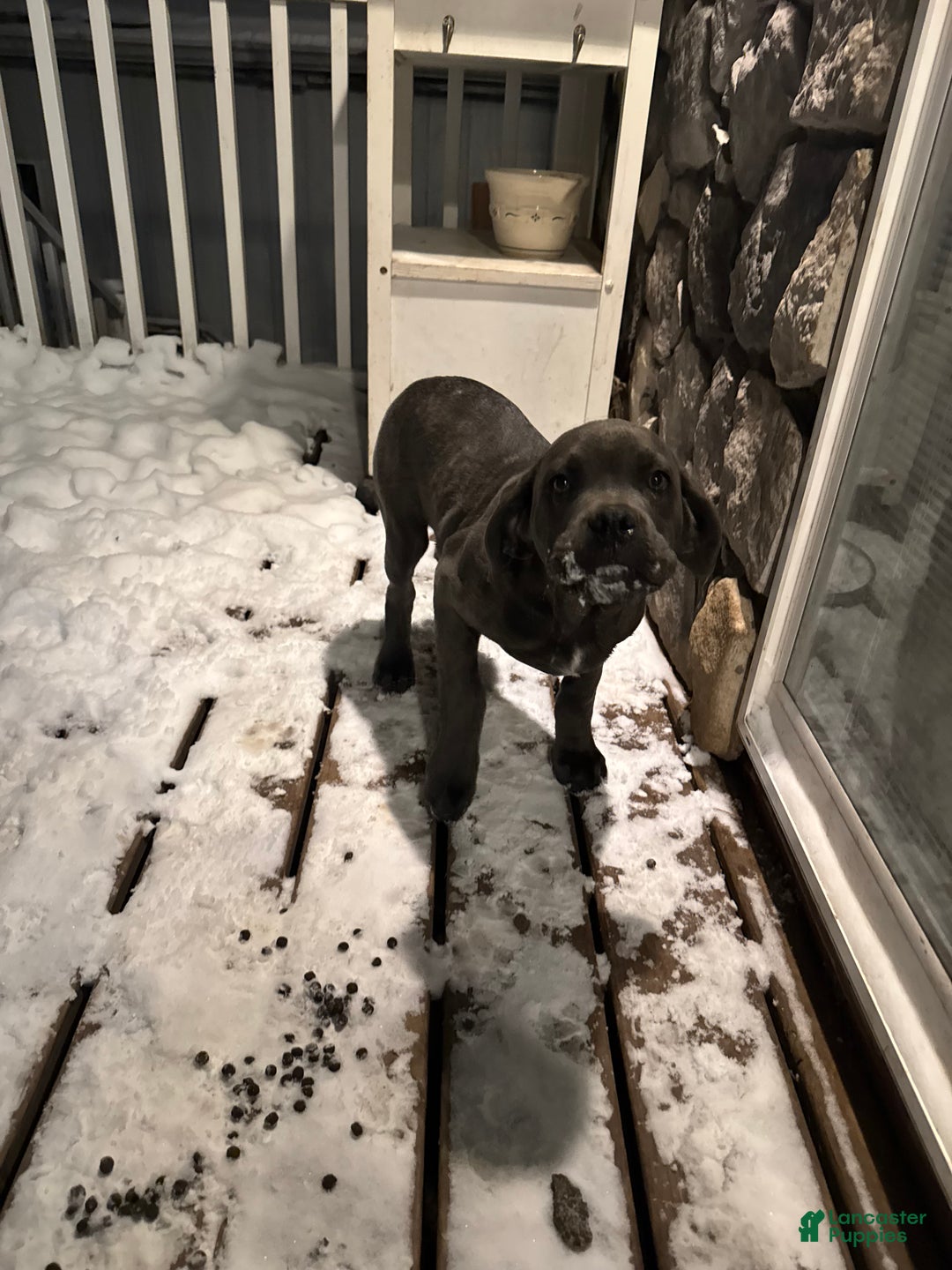 Cane Corso dogs for sale: Cane Corso Puppy 1 - Ad 6