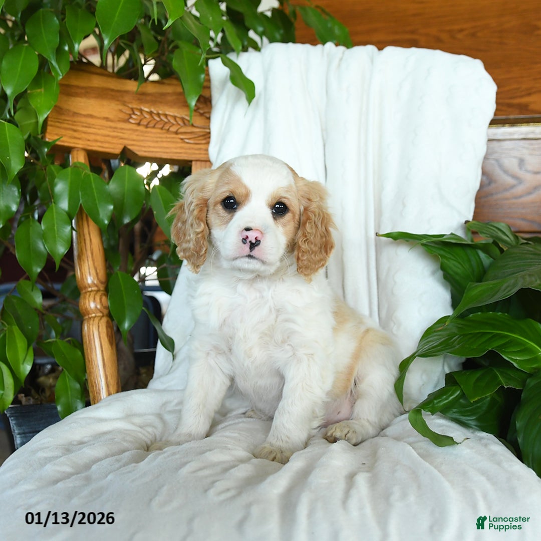 Cavapoo dogs for sale: Sunny   - Ad 3