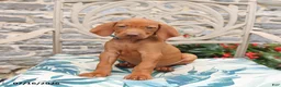 Vizsla dogs for sale: Rhett - Ad 3