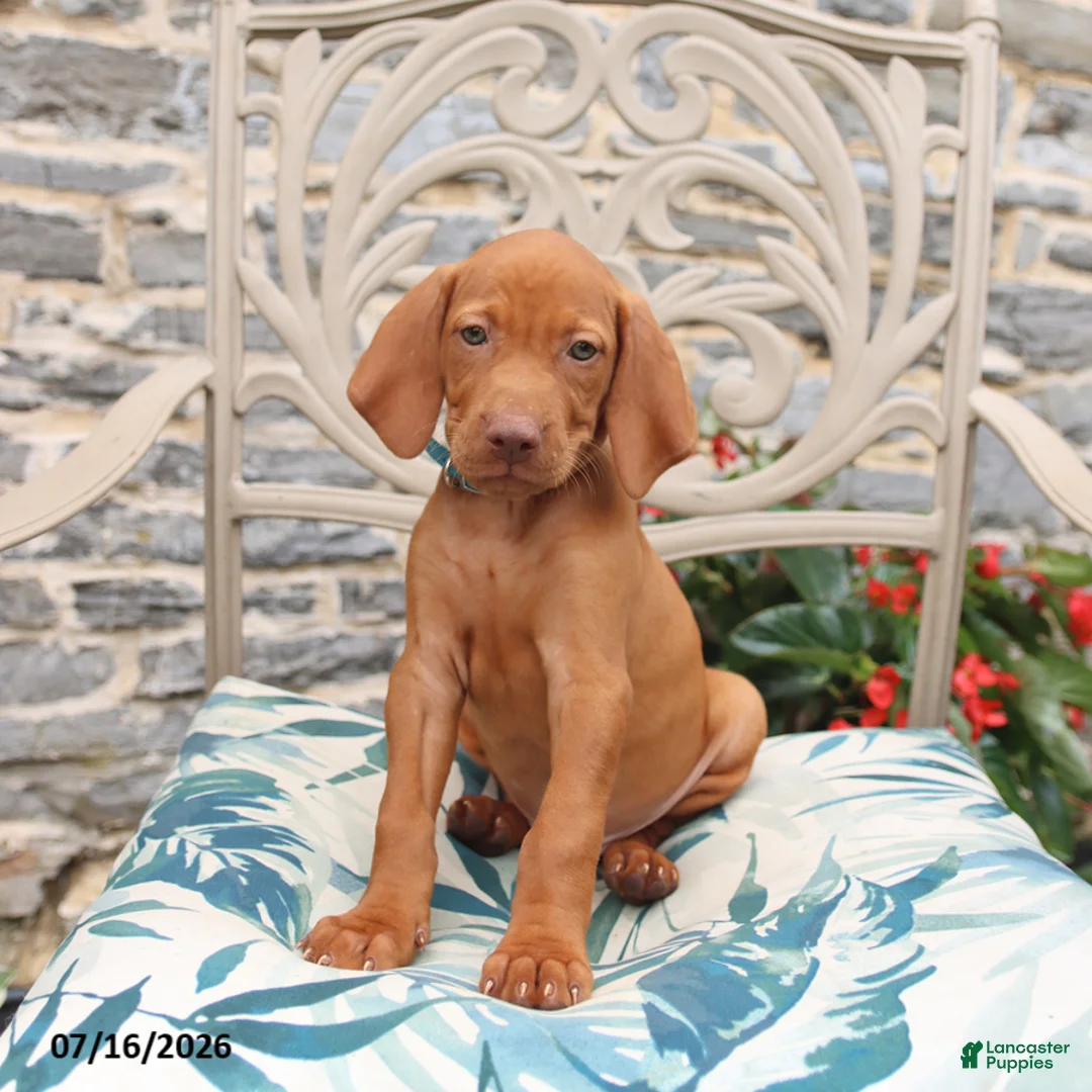 Vizsla dogs for sale: Rhett - Ad 3