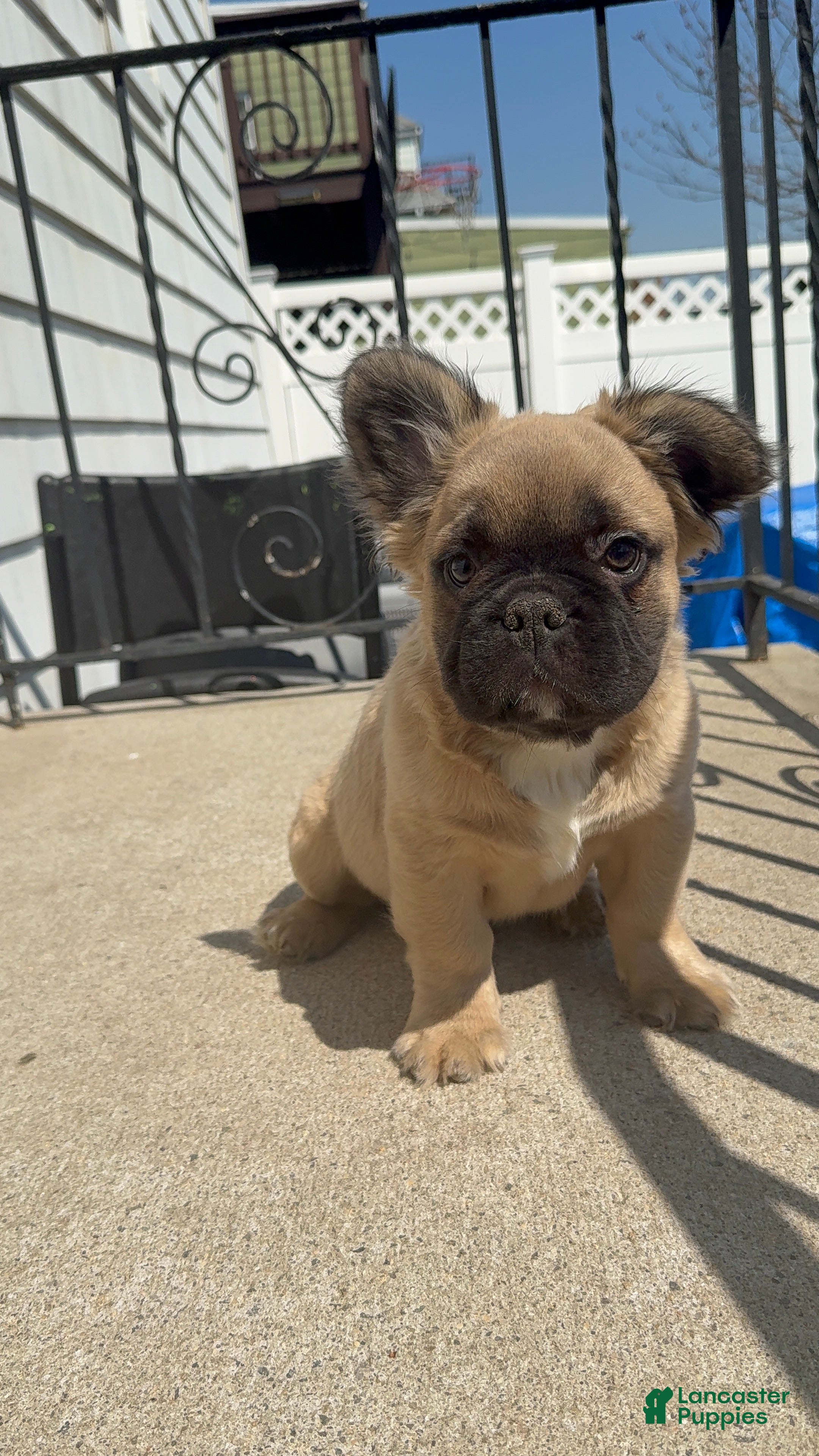 French Bulldog dogs for sale: Teddy - Ad 2