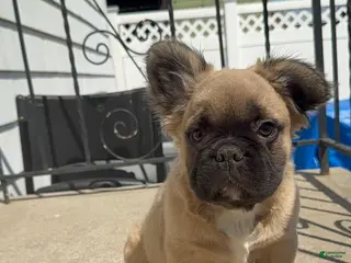 French Bulldog dogs for sale: Teddy - Ad 2