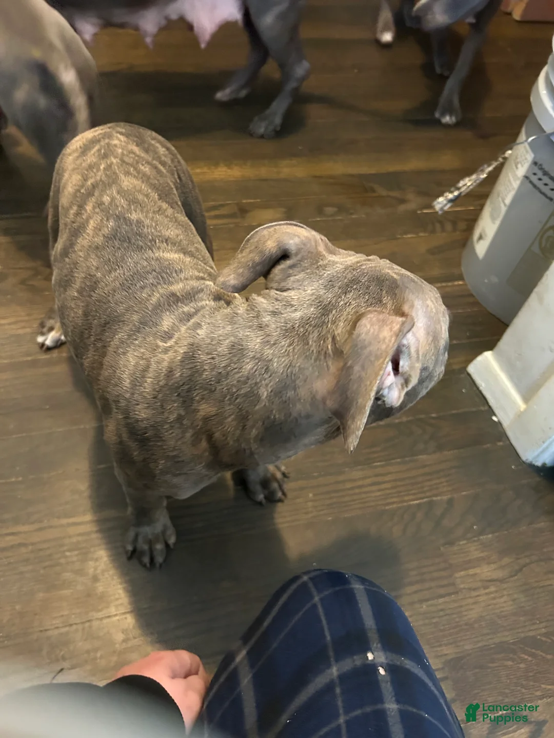 American Bully dogs for sale: American Bully Puppy 1 - Ad 2