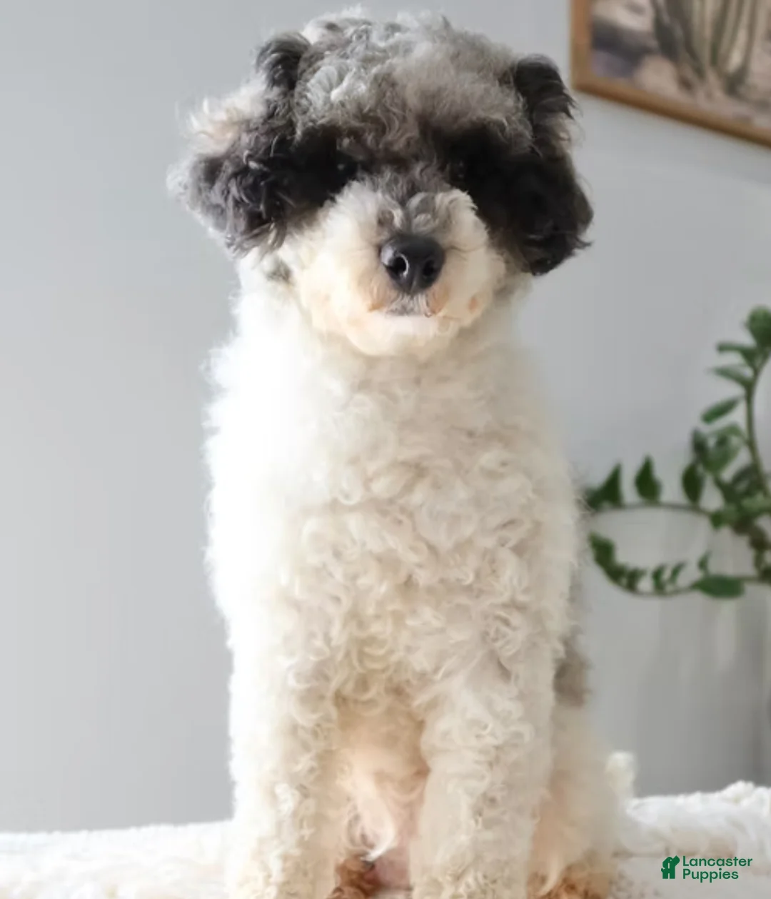 Toy Poodle dogs for sale: Rosie - Ad 5