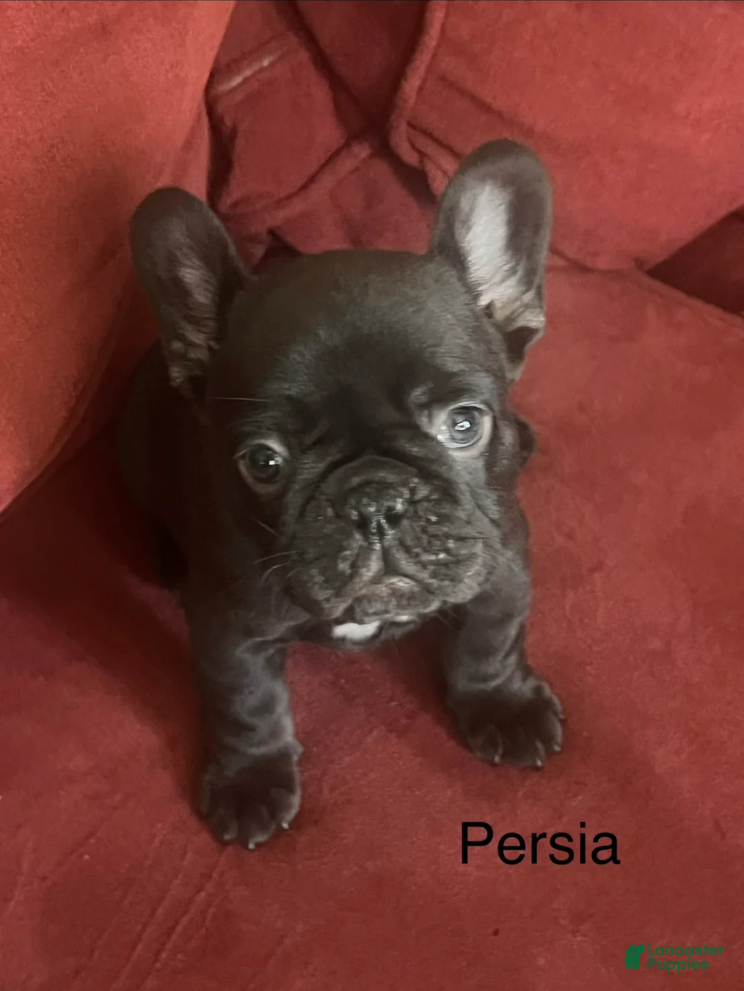 French Bulldog dogs for sale: Persia - Ad 2