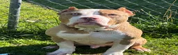 American Bully dogs for sale: American Bully 1 - Ad 2