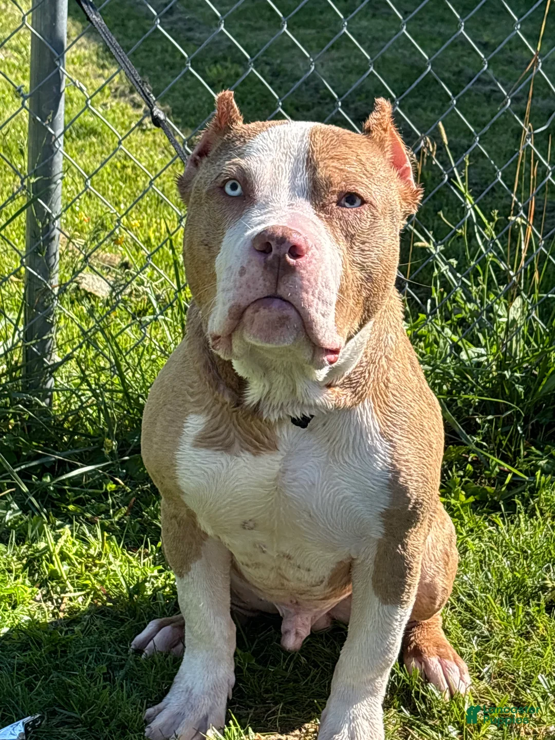 American Bully dogs for sale: American Bully 1 - Ad 2