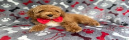 Cockapoo dogs for sale: Titus - Ad 5